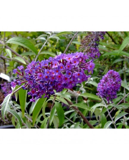 Buddleja davidii 'Border Beauty' - Arbuste aux papillons