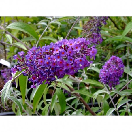 Buddleja davidii 'Border Beauty' - Arbuste aux papillons