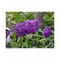 Buddleja davidii 'Border Beauty' - Arbuste aux papillons