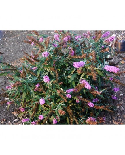 Buddleja davidii 'Buzz lavender'® - arbuste aux papillons