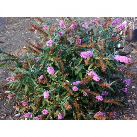 Buddleja davidii 'Buzz lavender'® - arbuste aux papillons