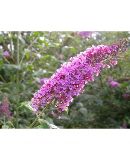 Buddleja davidii 'Charming'