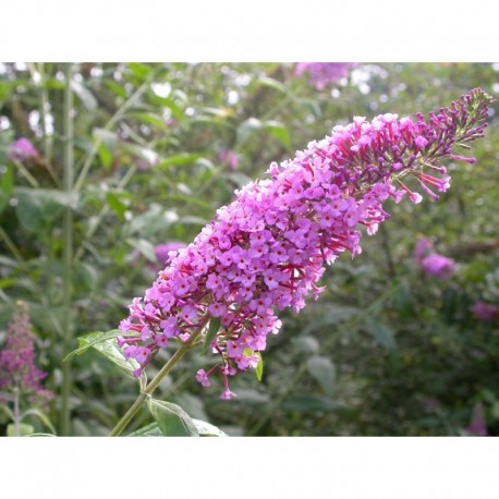 Buddleja davidii 'Charming'