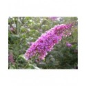 Buddleja davidii 'Charming'