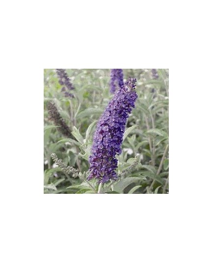 Buddleja davidii 'Empire Blue' - Arbre aux Papillons