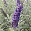 Buddleja davidii 'Empire Blue' - Arbre aux Papillons