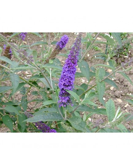 Buddleja davidii 'Empire Blue' - Arbre aux Papillons