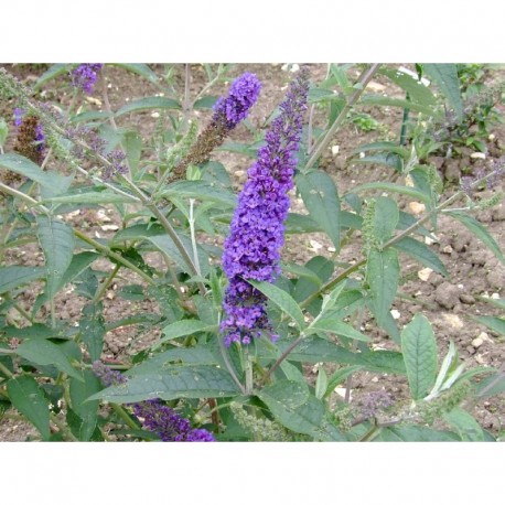 Buddleja davidii 'Empire Blue' - Arbre aux Papillons