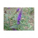 Buddleja davidii 'Empire Blue' - Arbre aux Papillons