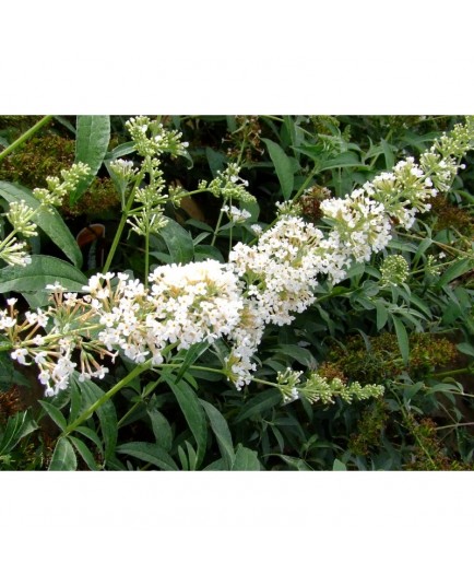 Buddleja davidii 'Marbled White'® - arbre à papillons