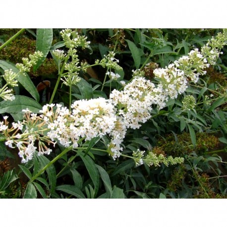 Buddleja davidii 'Marbled White'® - arbre à papillons