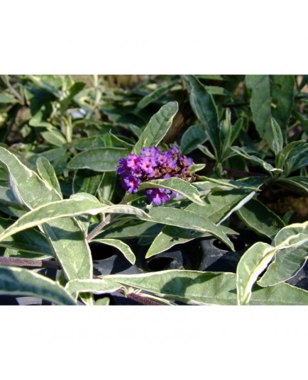 Buddleja davidii 'Masquerade' - Arbre aux Papillons