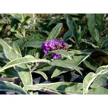 Buddleja davidii 'Masquerade' - Arbre aux Papillons