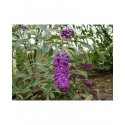 Buddleja davidii 'Masquerade' - Arbre aux Papillons