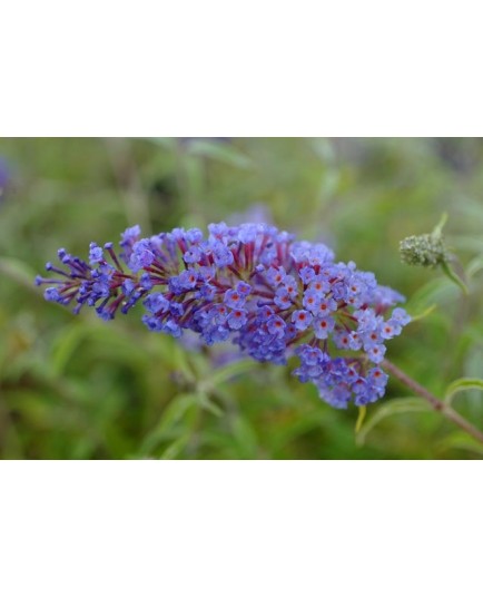 Buddleja davidii 'Nanho Blue' - arbres aux papillons, buddleia de David