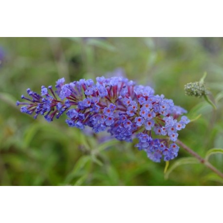 Buddleja davidii 'Nanho Blue' - arbres aux papillons, buddleia de David