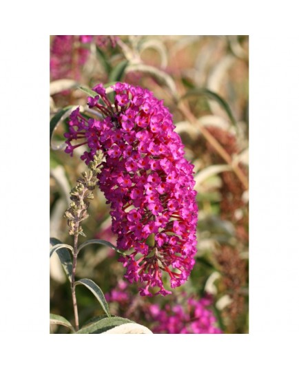 Buddleja davidii 'Nanho Purple' - Arbre aux Papillons