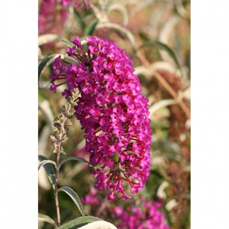 Buddleja davidii 'Nanho Purple' - Arbre aux Papillons