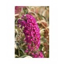 Buddleja davidii 'Nanho Purple' - Arbre aux Papillons