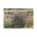 Buddleja davidii 'Nanho Purple' - Arbre aux Papillons