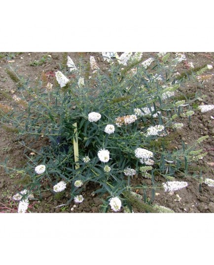Buddleja davidii 'Nanho White' - Arbre à papillons
