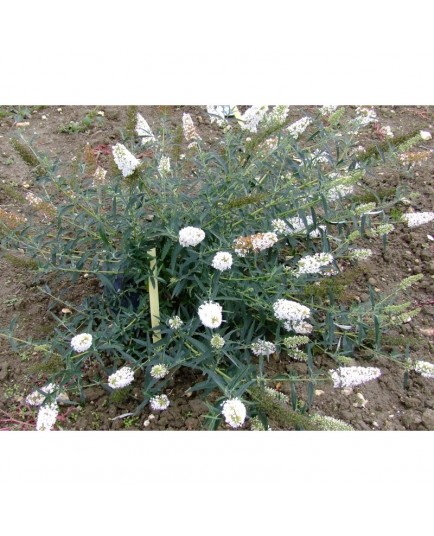 Buddleja davidii 'Nanho White' - Arbre à papillons