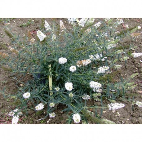 Buddleja davidii 'Nanho White' - Arbre à papillons