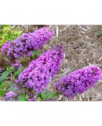 Buddleja davidii 'Peacock'® - Arbuste aux papillons