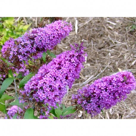 Buddleja davidii 'Peacock'® - Arbuste aux papillons