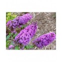 Buddleja davidii 'Peacock'® - Arbuste aux papillons