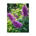 Buddleja davidii 'Peacock'® - Arbuste aux papillons