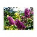 Buddleja davidii 'Peacock'® - Arbuste aux papillons