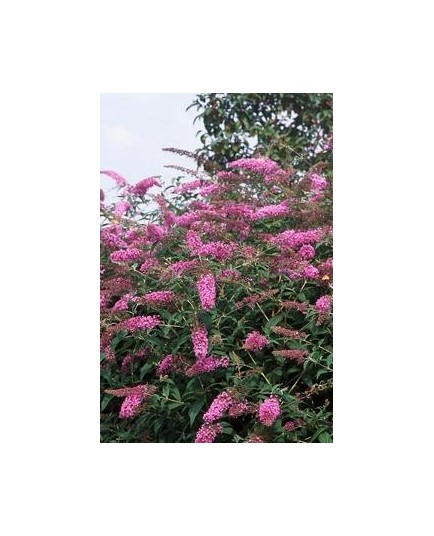 Buddleja davidii 'Pink Delight' - arbres aux papillons, buddleia de David,