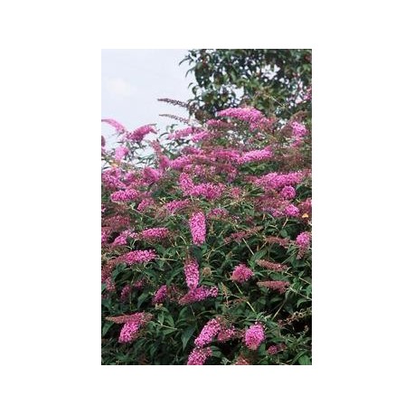 Buddleja davidii 'Pink Delight' - arbres aux papillons, buddleia de David,