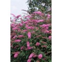 Buddleja davidii 'Pink Delight' - arbres aux papillons, buddleia de David,