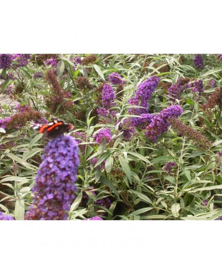 Buddleja davidii 'Purple Emperor'® - Buddlejaceae - arbuste aux papillons