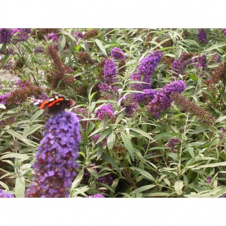 Buddleja davidii 'Purple Emperor'® - Buddlejaceae - arbuste aux papillons