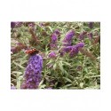 Buddleja davidii 'Purple Emperor'® - Buddlejaceae - arbuste aux papillons