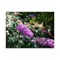 Buddleja davidii 'Purple Emperor'® - Buddlejaceae - arbuste aux papillons