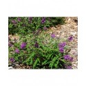 Buddleja davidii 'Purple Emperor'® - Buddlejaceae - arbuste aux papillons