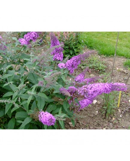 Buddleja davidii 'Rêve de papillon' - Arbre à papillons