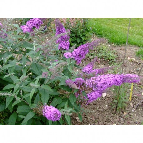 Buddleja davidii 'Rêve de papillon' - Arbre à papillons