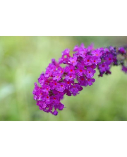 Buddleja davidii 'Royal Red' - Arbre aux papillons