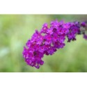 Buddleja davidii 'Royal Red' - Arbre aux papillons