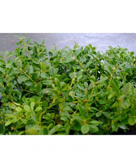 Ilex meservae x 'Heckenstar'® - houx