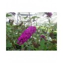 Buddleja davidii 'Royal Red' - Arbre aux papillons