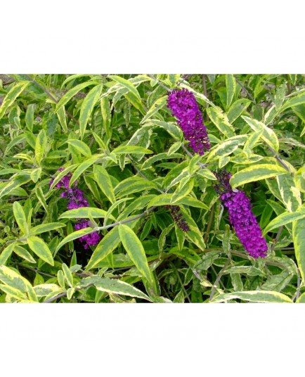 Buddleja davidii 'Santana'® - Arbre aux papillons du Père David