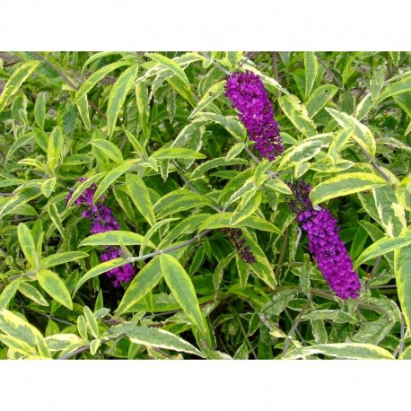 Buddleja davidii 'Santana'® - Arbre aux papillons du Père David