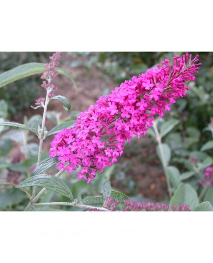 Buddleja davidii 'Summer Beauty' - arbres aux papillons, buddleia de David,