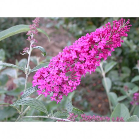 Buddleja davidii 'Summer Beauty' - arbres aux papillons, buddleia de David,